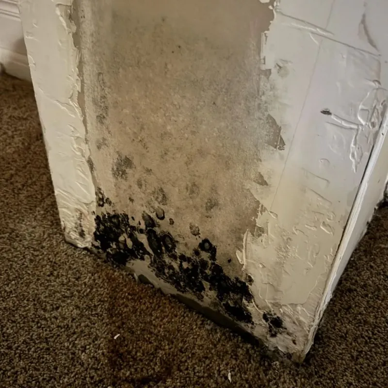 Professional Mold Removal in Marengo, IL